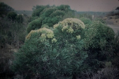 Hakea corymbosa