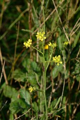 Brassica fruticulosa