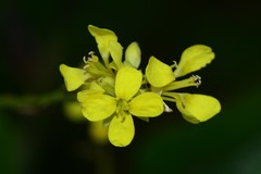 Brassica fruticulosa