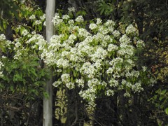 Euphorbia leucocephala