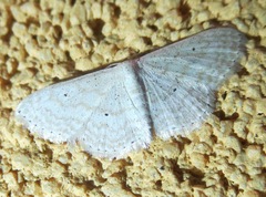 Scopula benitaria