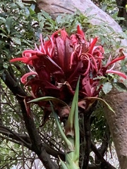 Doryanthes excelsa