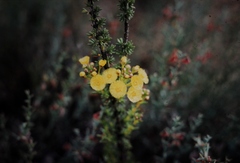 Verticordia chrysantha