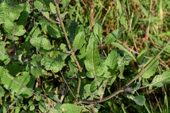 Brassica fruticulosa