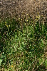 Brassica fruticulosa