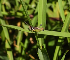 Methiolopsis geniculata