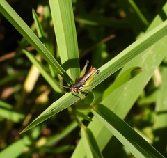 Methiolopsis geniculata