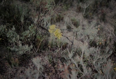 Verticordia chrysantha