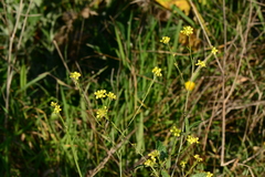 Brassica fruticulosa