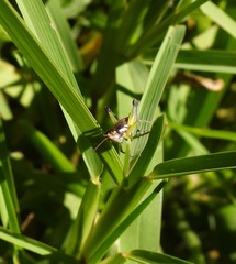 Methiolopsis geniculata