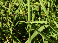 Methiolopsis geniculata