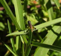 Methiolopsis geniculata