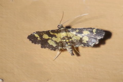 Eurrhyparodes bracteolalis