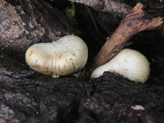Pholiota nubigena