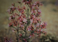 Calytrix duplistipulata