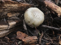 Pholiota nubigena