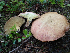 Suillus ochraceoroseus