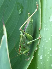 Tettigonia orientalis