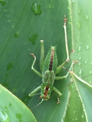 Tettigonia orientalis