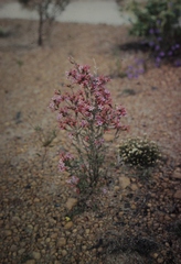 Calytrix duplistipulata