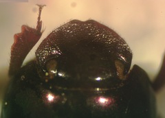 Canthidium guanacaste