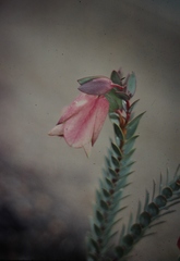 Pimelea physodes
