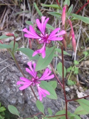 Clarkia concinna