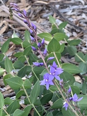 Veronica perfoliata
