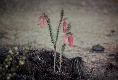 Pimelea physodes