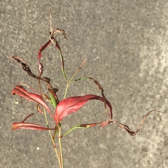 Cucumber mosaic virus