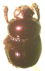 Canthidium haroldi