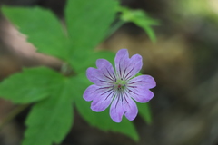 Geranium nodosum