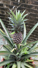 Ananas comosus