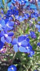Anchusa azurea