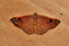 Urostola