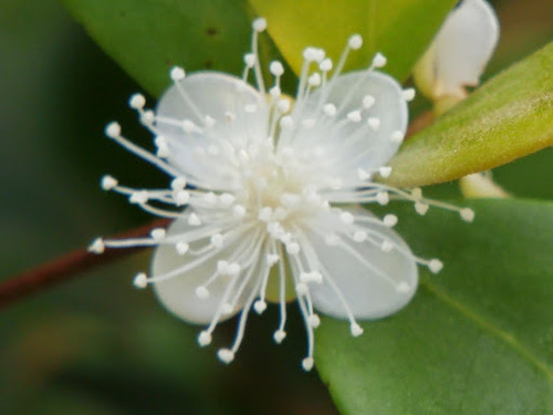 Eugenia reinwardtiana
