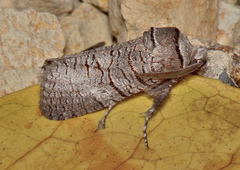 Culama anthracica