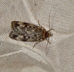 Barea exarcha