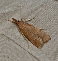 Uresiphita ornithopteralis