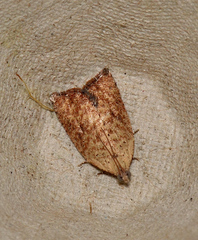 Meritastis