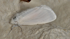 Acyphas semiochrea