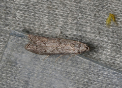 Heteromicta pachytera