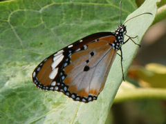 Danaus chrysippus chrysippus