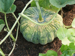 Cucurbita maxima maxima