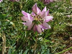 Securigera varia