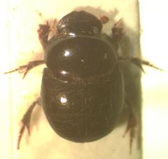 Canthidium perceptible