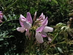 Securigera varia