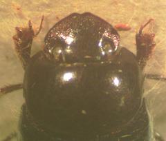 Canthidium perceptible