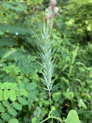 Elymus glabriflorus