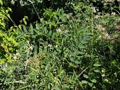 Securigera varia